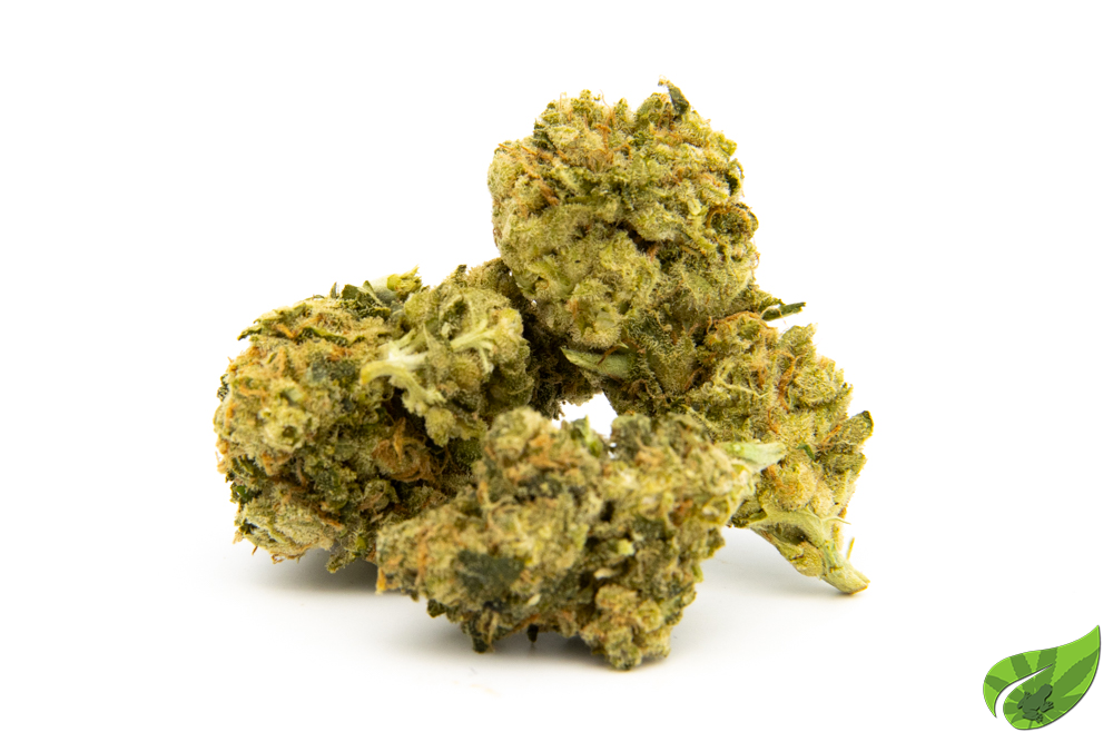 AMNESIA FROZEN